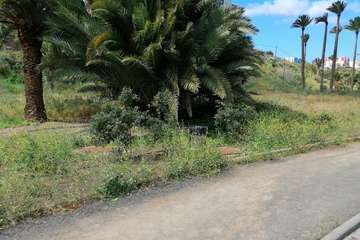 Abandono del Parque de las Mil Palmeras del Valle de Jinámar/TA.